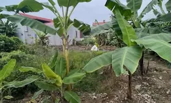 CHO THUÊ CĂN HỘ THE MINATO RESIDENCE – 2 PHÒNG NGỦ | VIEW PANORAMA SÔNG LẠCH TRAY-anh-21