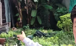 Đô thị biển, bán đảo Sơn Trà mang nhịp sống riêng, với hệ sinh thái rừng, biển nguyên bản hiếm có-anh-18