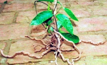 ba-kich-vi-thuoc-nam-de-tim-co-tac-dung-bo-duong