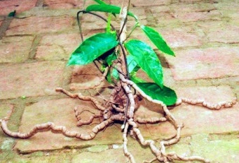 ba-kich-vi-thuoc-nam-de-tim-co-tac-dung-bo-duong