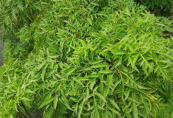 nhung-cay-thuoc-nam-co-tac-dung-ha-acid-uric