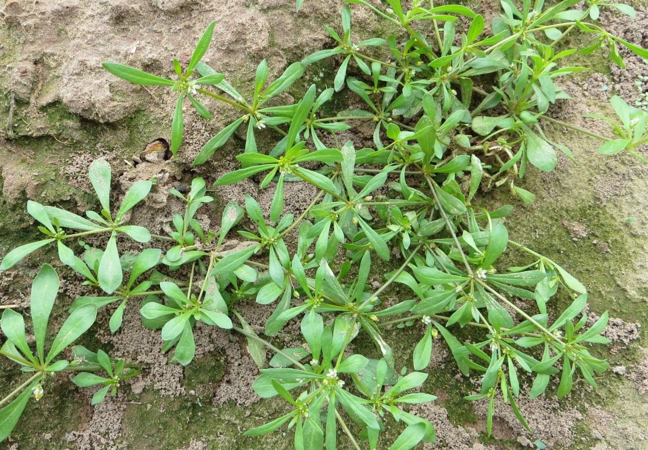 Rau đắng đất