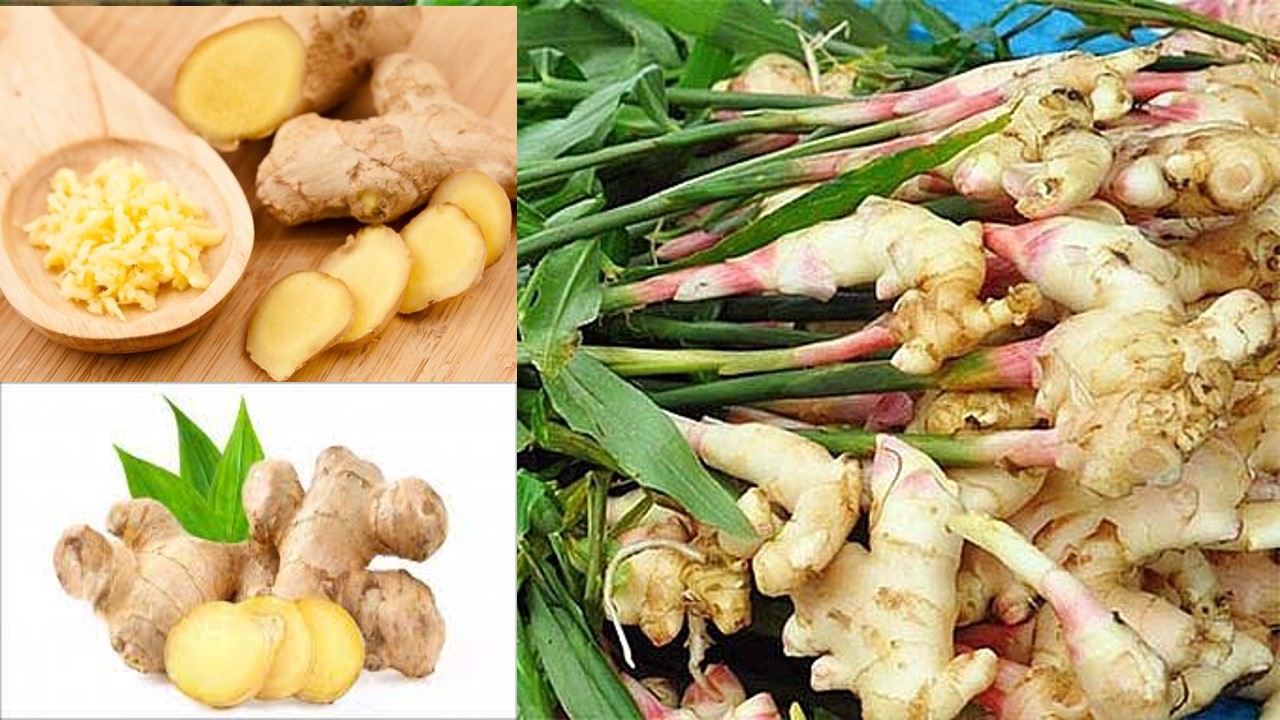 Gừng - Vị Thuốc Quý và Quan Trọng Trong Y Học Cổ Truyền