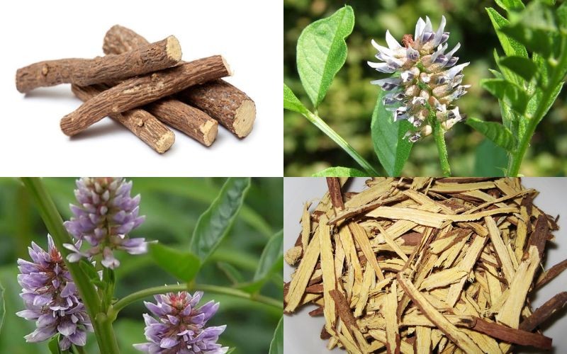 Công dụng của cam thảo bắc trong chữa bệnh của dân gian.