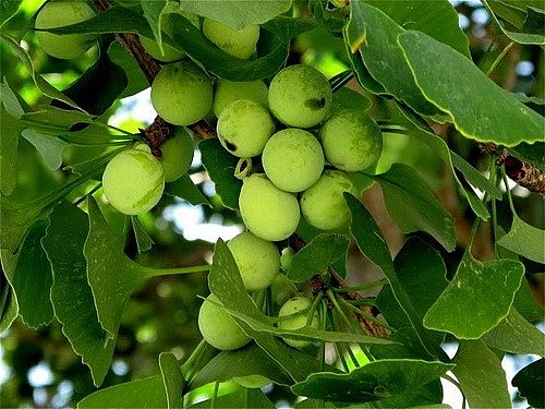 Bạch quả còn có tên gọi khác là bạch quả nhân, ngân hạnh nhân.