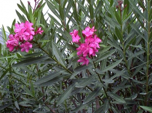 Trúc đào (Dracaena sanderiana): 