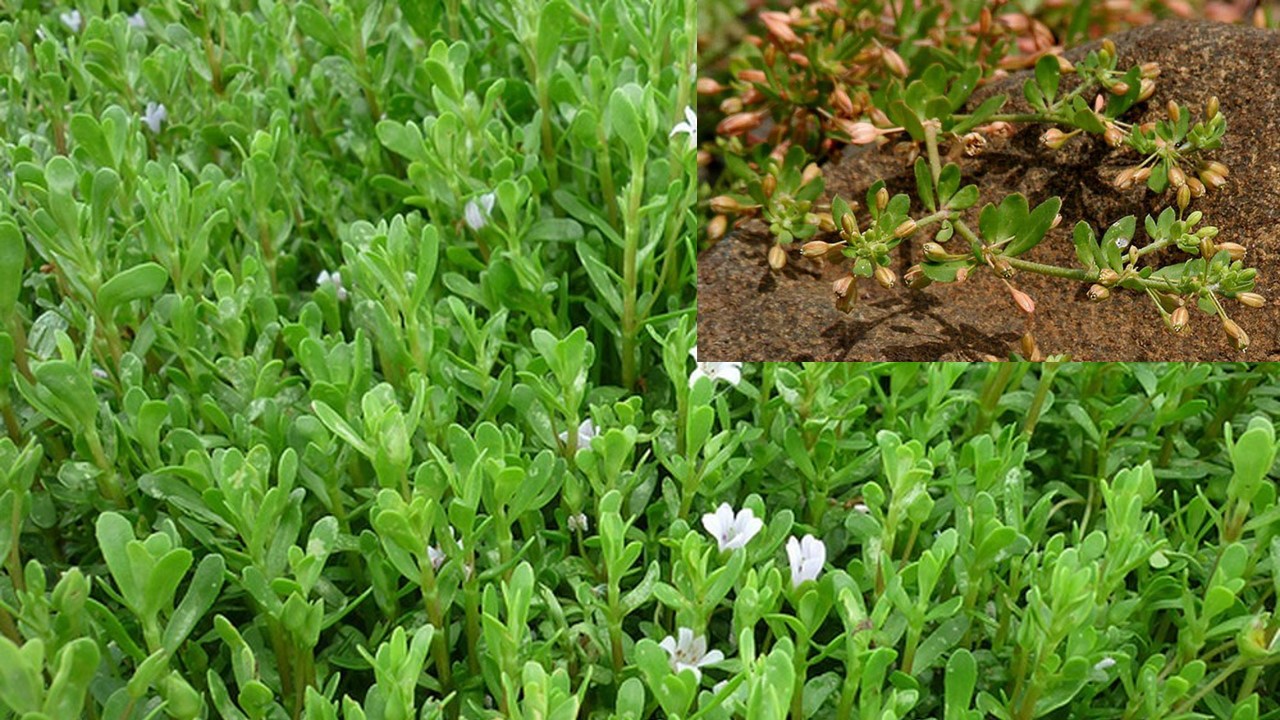 Bài thuốc dân gian từ rau đắng đất