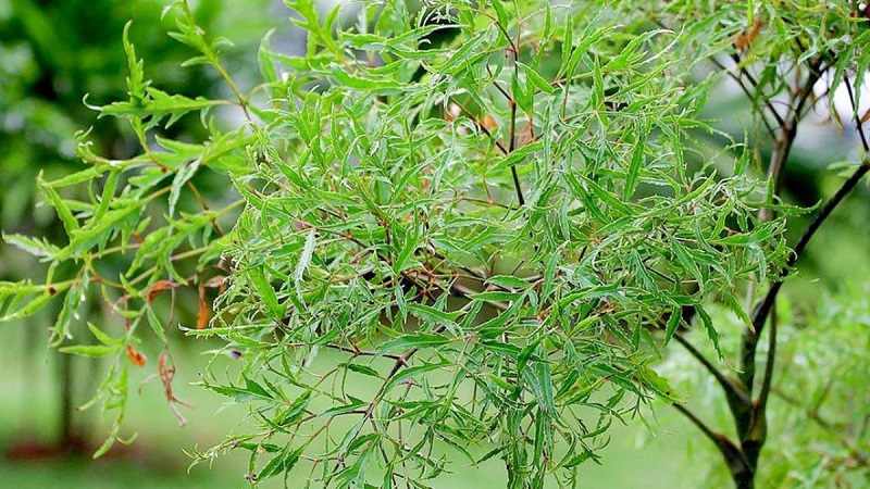 Tác dụng chữa bệnh của lá đinh lăng 1