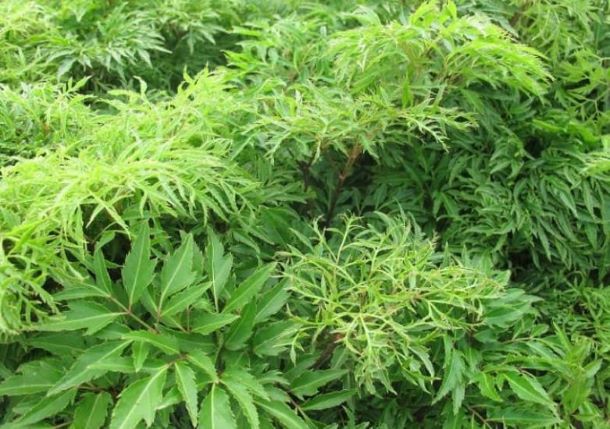 Tác dụng chữa bệnh của lá đinh lăng 2