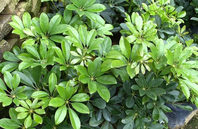 Công dụng chữa bệnh của ngũ gia bì 1