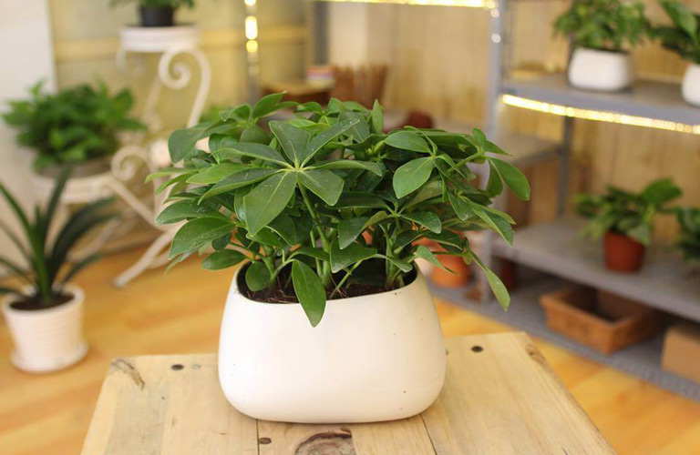 Công dụng chữa bệnh của ngũ gia bì 2