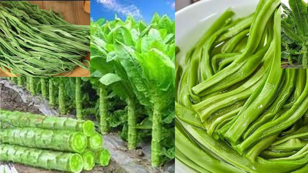 Khám Phá Ưu Điểm Sức Khoẻ của Rau Tiến Vua