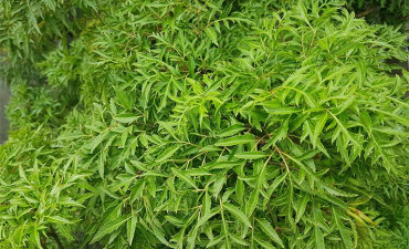 nhung-cay-thuoc-nam-co-tac-dung-ha-acid-uric